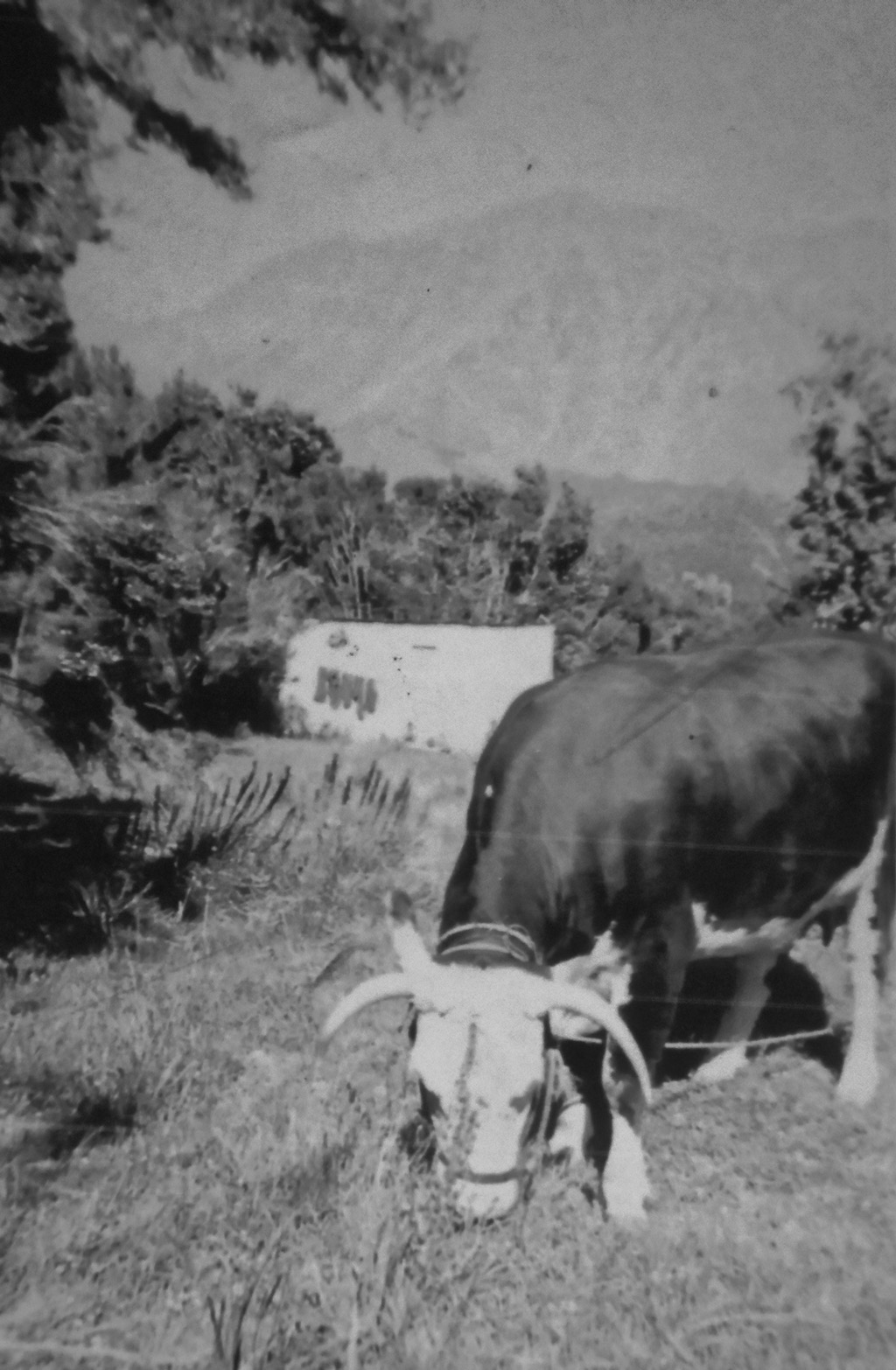 Hesperus Grazing at the Camp Site