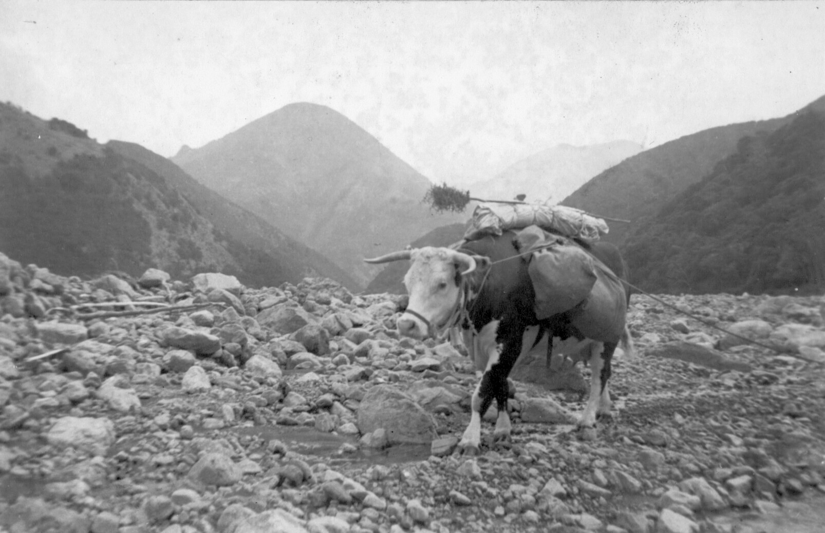 Hesperus the Pack-Cow