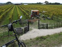 Bivvy Vineyard Cafe, Tukituki River Trail, Hawke's Bay