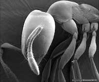 Ant, Secondary Electron image