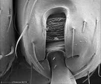 Ant upper leg, Secondary Electron image