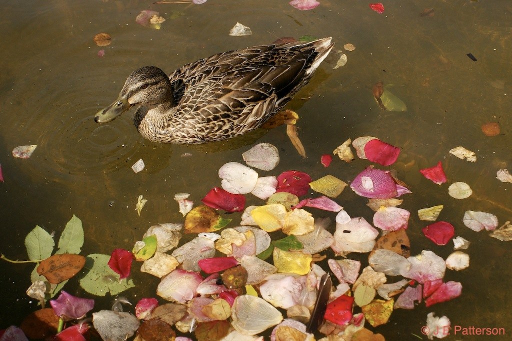 Lady Norwood Rose Garden, Wellington
