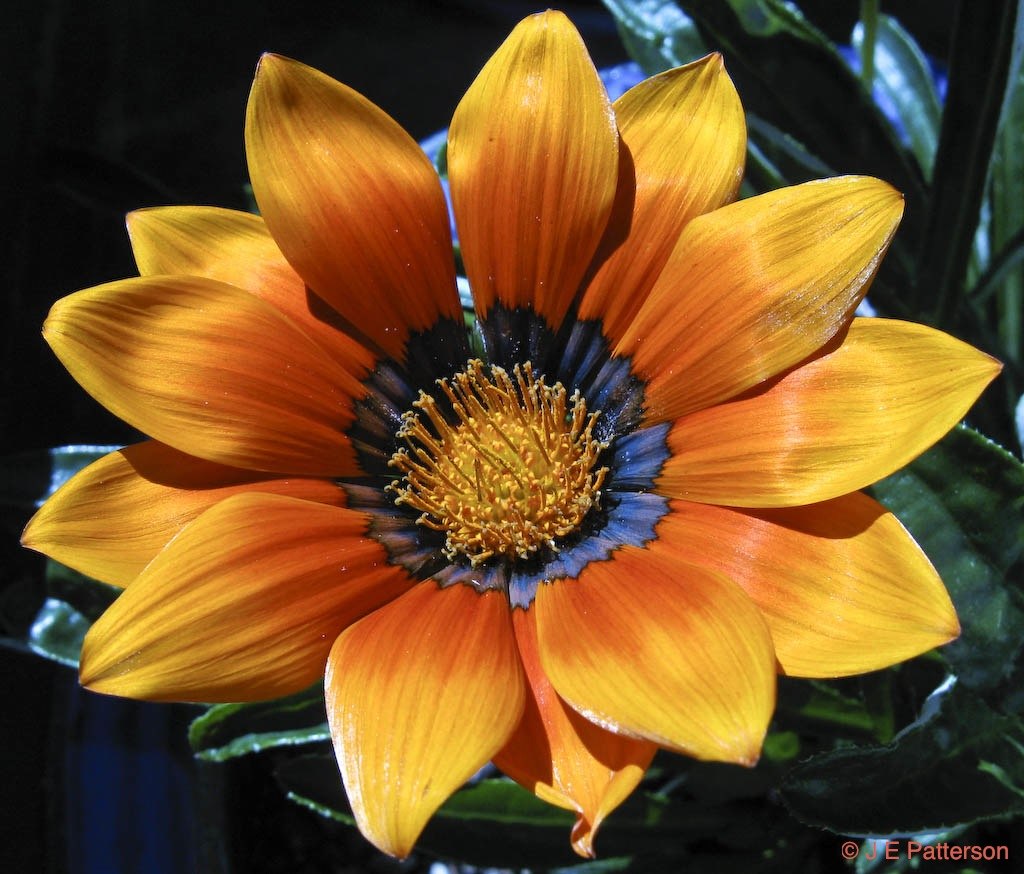 Gazania