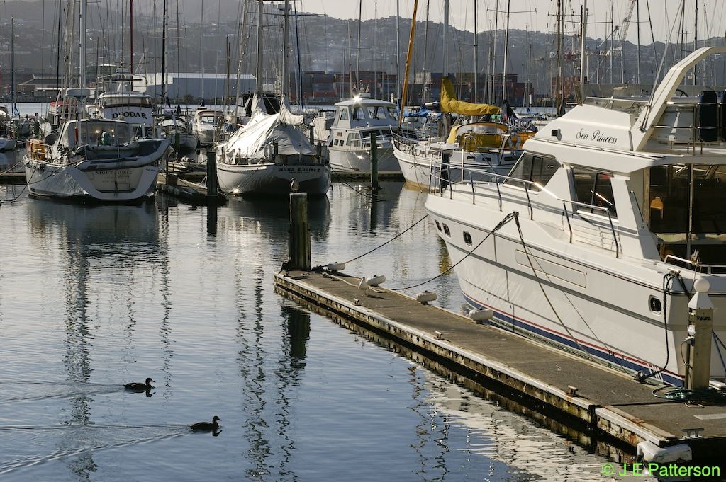 Clyde Quay Boat Harbour, Wellington